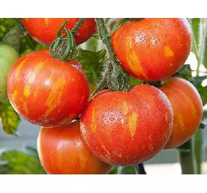 Індетермінантний томат (високорослий) Тігерелла інкрустований
