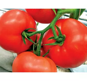 Семена томатов Мобил