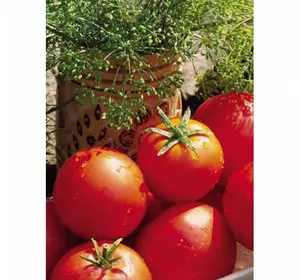 Семена томатов Баллада