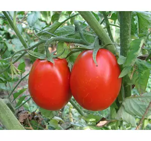 Семена томатов Искорка