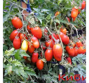 Семена томата Кибиц красный