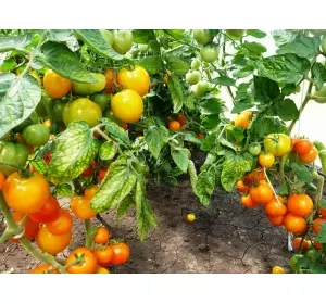 Індетермінантний томат (високорослий) Оля Полька інкрустований