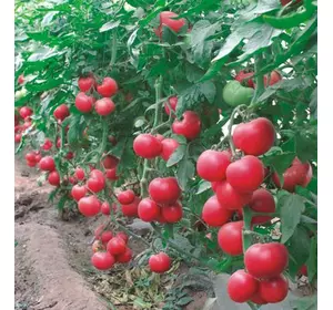 Семена томатов Малиновое Родео