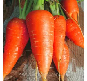 Морковь Каротель инкрустированный