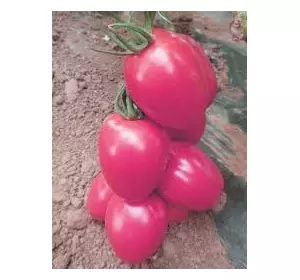 Семена томатов Эльдорада Розовая