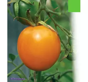 томат индетерминантный (высокорослый) Апельсин