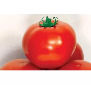 Семена томатов Дар Заволжья