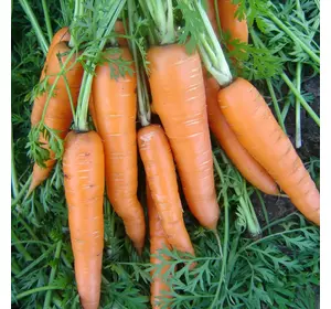 Морковь Вита Лонга инкрустировнный