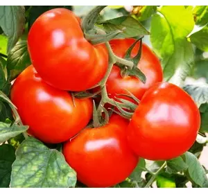 Семена томатов Персей