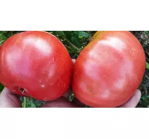 Семена томата Розовый Гигант