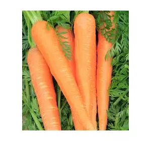 Морковь Роте Ризен 2 инкрустированный