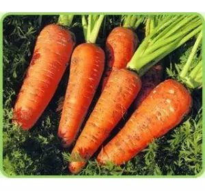 Семена моркови Красавка