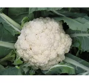 Семена цветной капусты Снежный шар