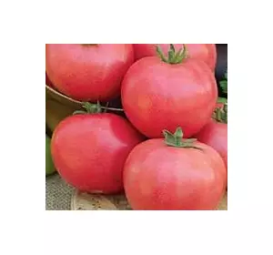 Семена томатов Ляна Розовая