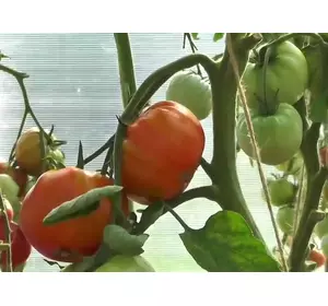томат індетермінантний (високорослий) Бичий лоб