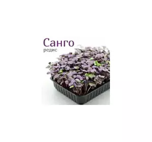 Семена редьки фиолетовый лист Sango для микрозелени , PL