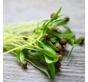 семена кориандра микрозелень