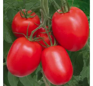 Семена томатов Рио Гранда
