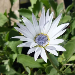 Семена арктотиса Семена арктотиса