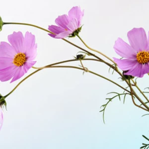 Семена цветов Семена цветов