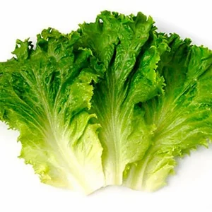 Семена салата Семена салата