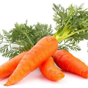 Семена моркови Семена моркови