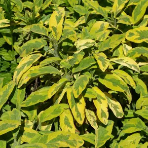 Пряно-смакові, лікарські та рідкісні культури Пряно-смакові, лікарські та рідкісні культури