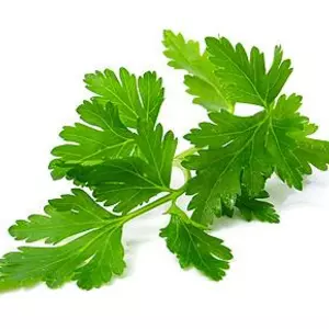 Насіння петрушки Насіння петрушки