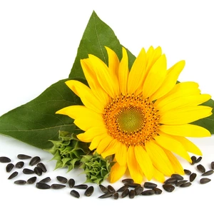 Насіння соняшника Насіння соняшника