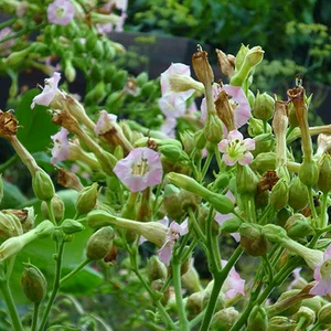Насіння тютюну курильного Насіння тютюну курильного