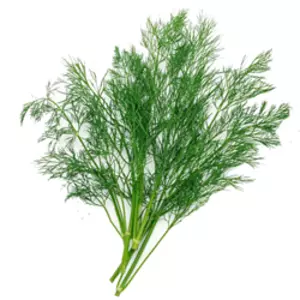 Насіння кропу Насіння кропу