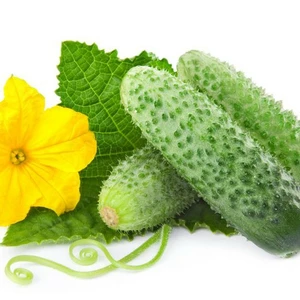 Насіння огірків Насіння огірків