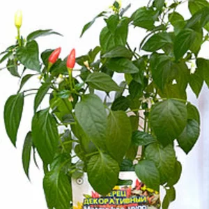 Перец декоративный Перец декоративный