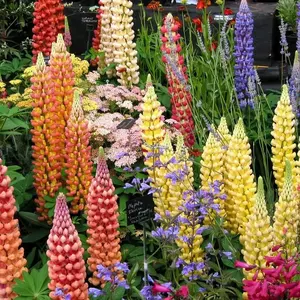 Люпин Люпин