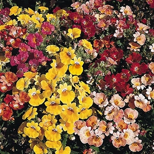 Намезия Намезия