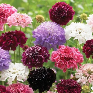 Скабиоза Скабиоза