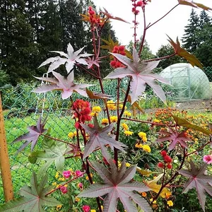 Клещевина Клещевина