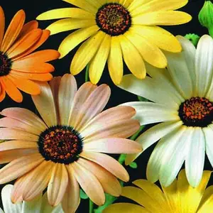 Диморфотека Диморфотека