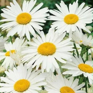 Нивяник Нивяник