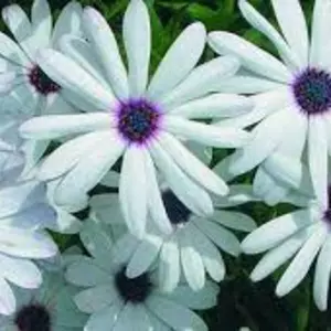 Остеоспермум Остеоспермум