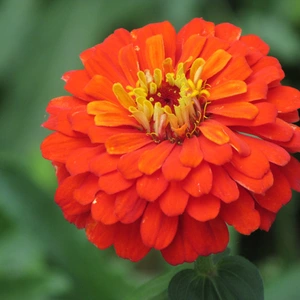 Семена циннии Семена циннии