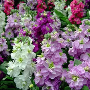 Левка Левка