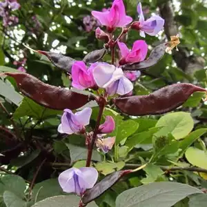 Долихос Долихос