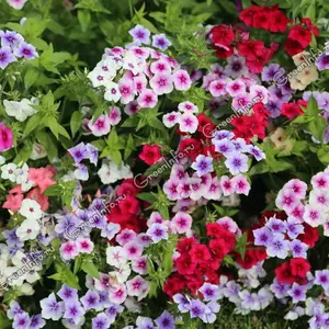 флокс флокс