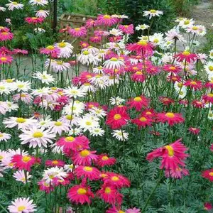 Пиретрум Пиретрум