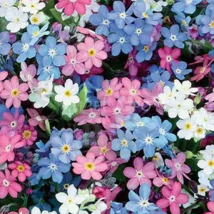 Незабудка Незабудка