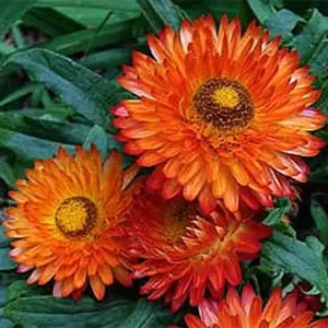 Гелихризиум Гелихризиум