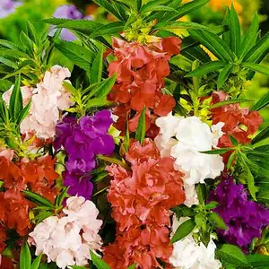 Бальзамин Бальзамин