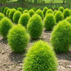 Кохия Кохия