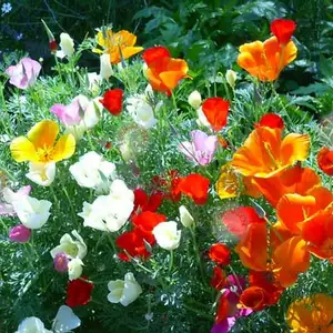 Cемена эшшольции Cемена эшшольции